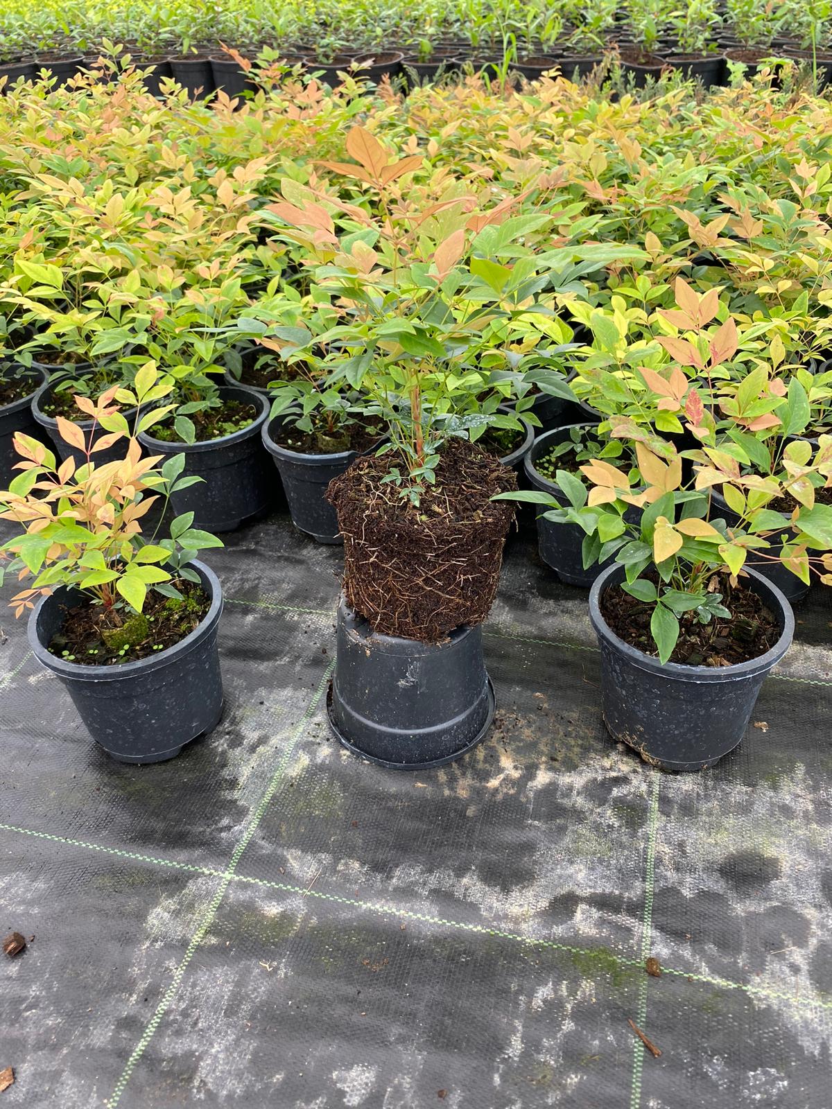 Andina Domestica Gulf Stream