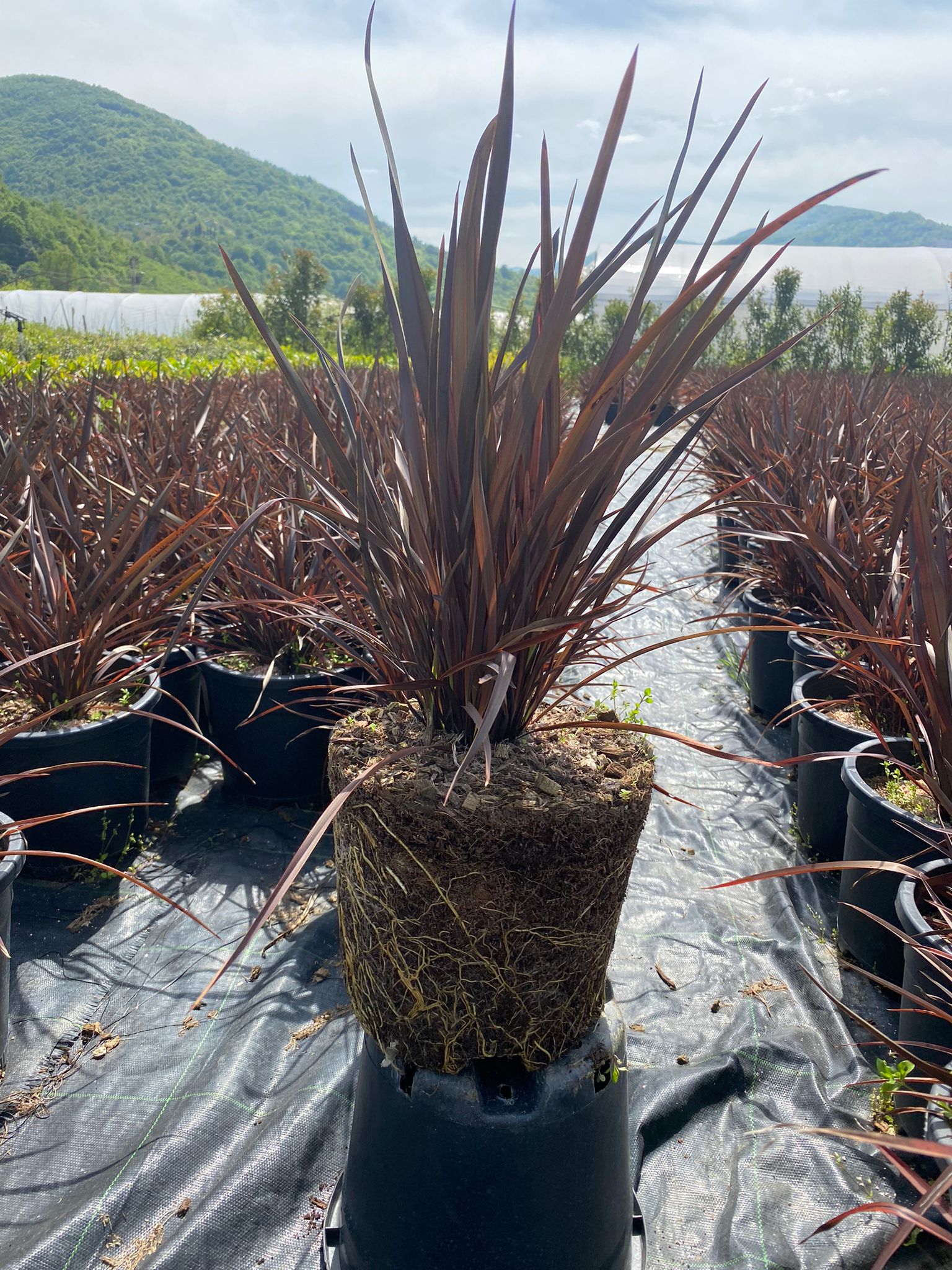Phormium Tenax Atropurpereum